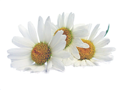 �������� ��������� ����������� �������������������� ���������